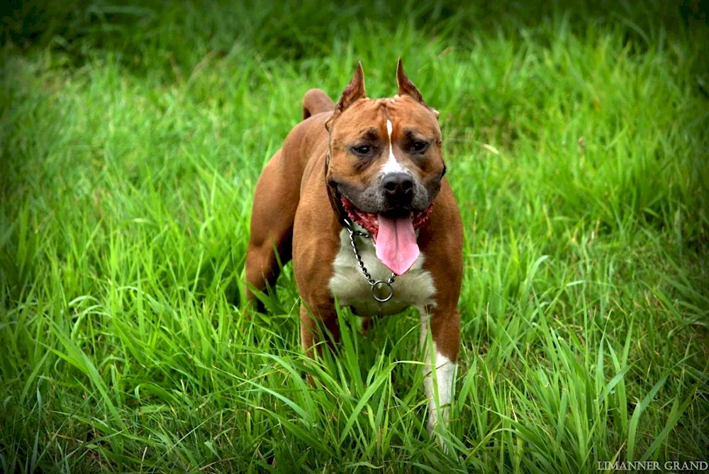 Staffordshire Bull Terrier blue