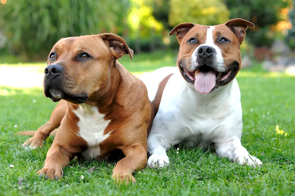 American Staffordshire Terrier