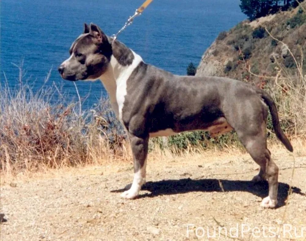 Weimaraner Labrador