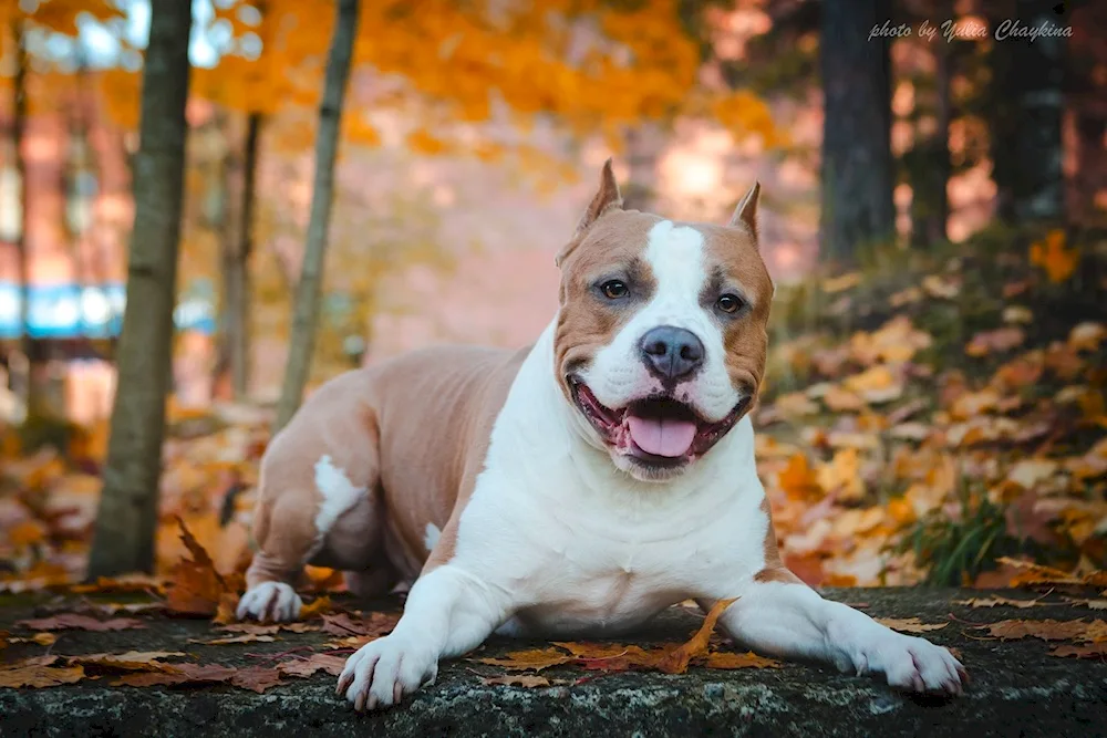 Staffordshire Bull Terrier blue