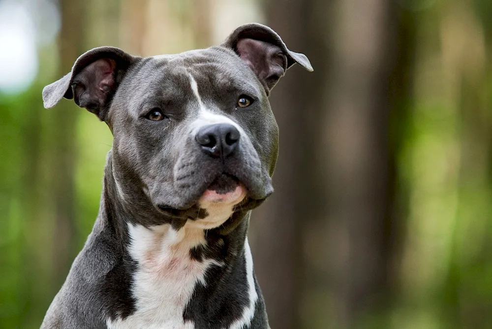 Marbled Staffordshire terrier