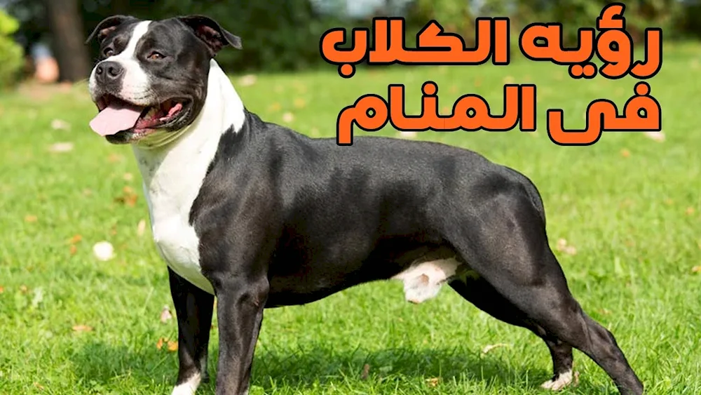 American Staffordshire Terrier