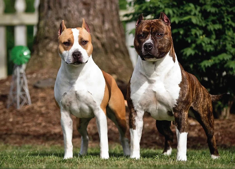 American Staffordshire Terrier