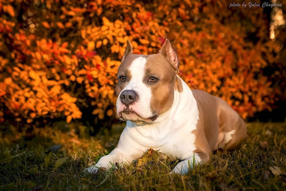 American Staffordshire Terrier