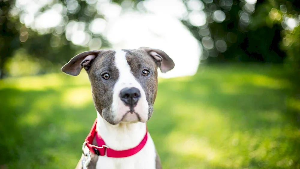 American Staffordshire terrier