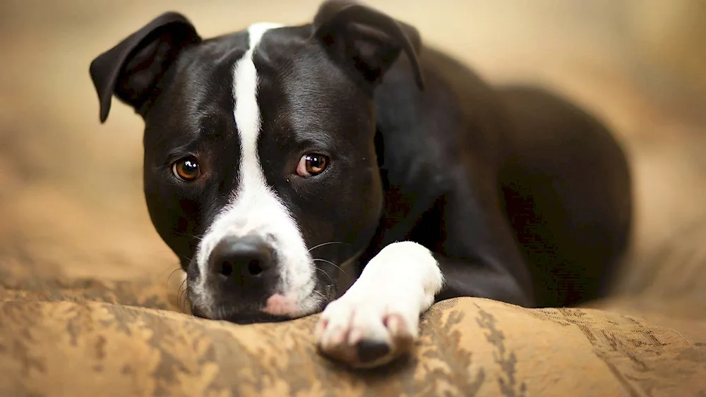 American Staffordshire Terrier