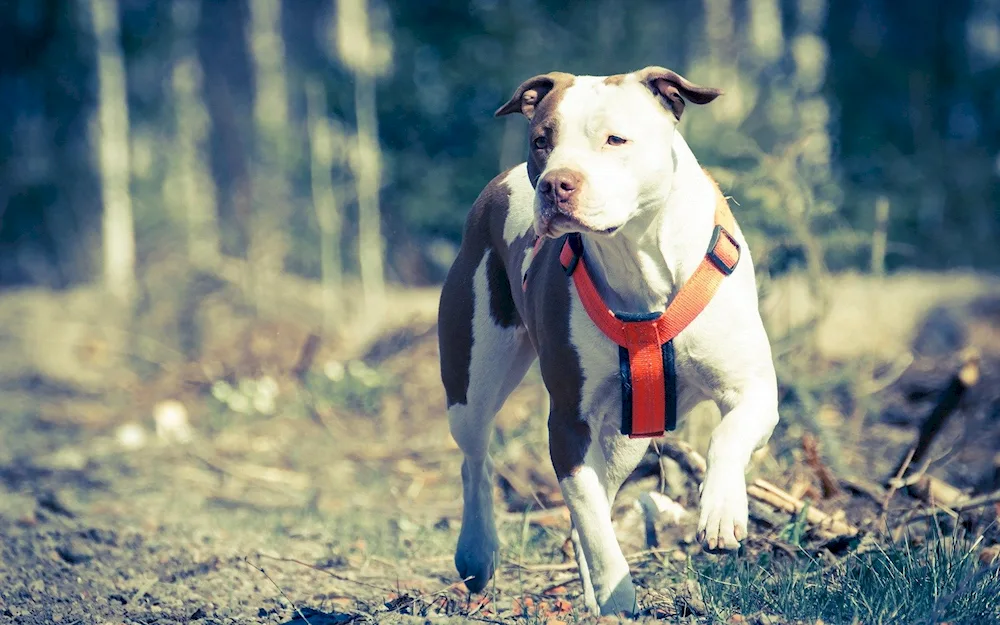 Staff Terrier white