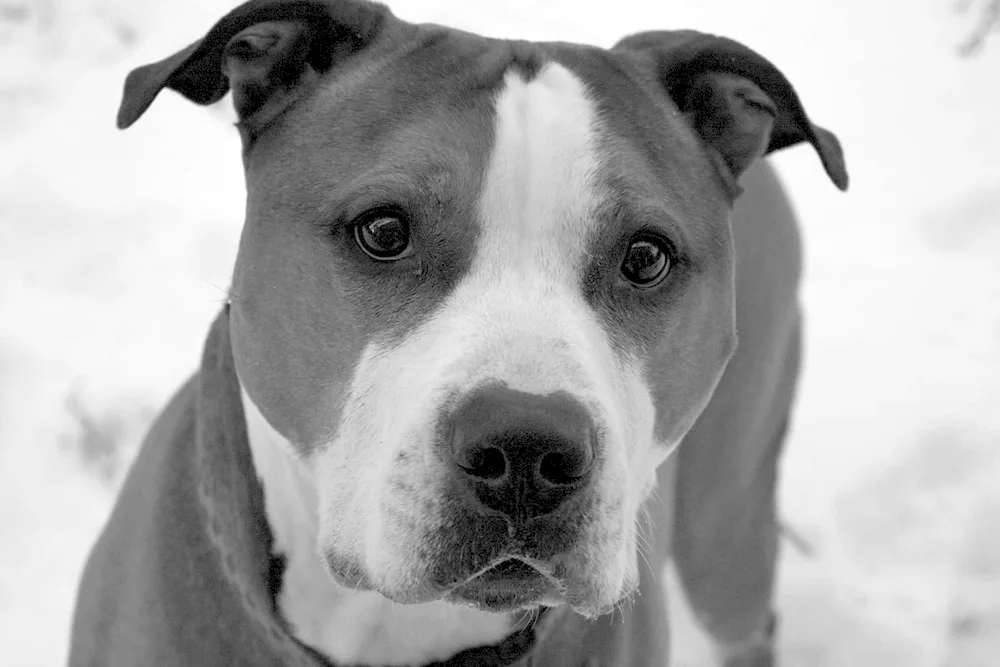 American Staffordshire Terrier