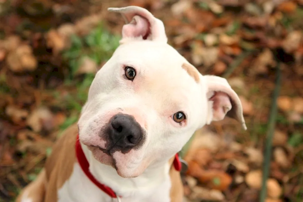 American Staffordshire Terrier white