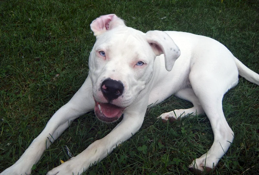 American Staffordshire terrier white