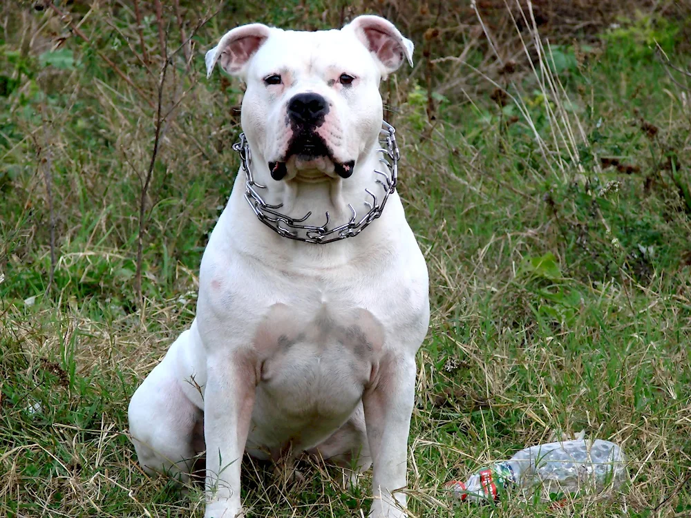 American Staffordshire Terrier