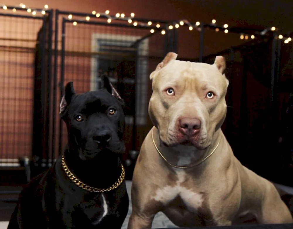 Canary dog and Argentinean dog. Argentine dog