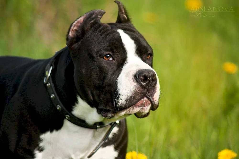 American Staffordshire Terrier