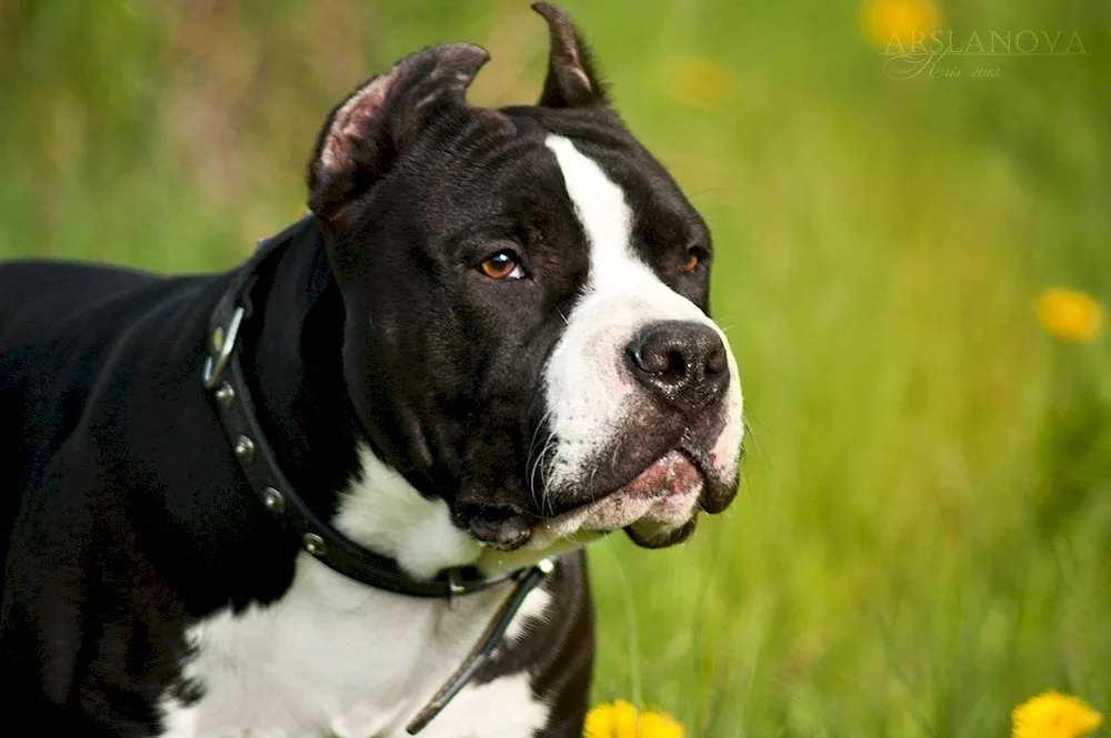 American Staffordshire Terrier black