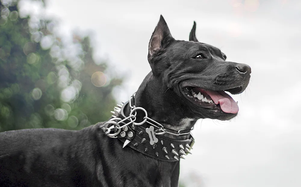 American Staffordshire Terrier black