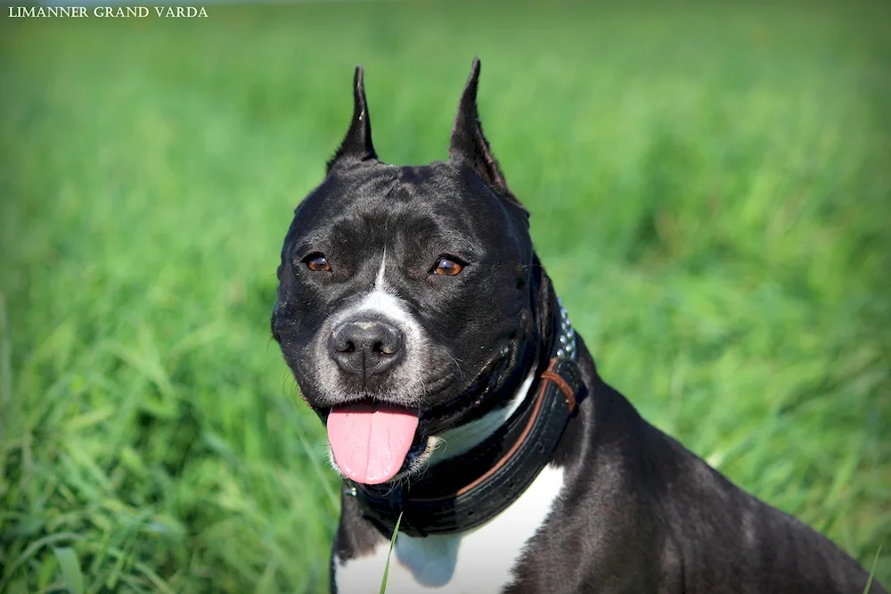 Staffordshire terrier black