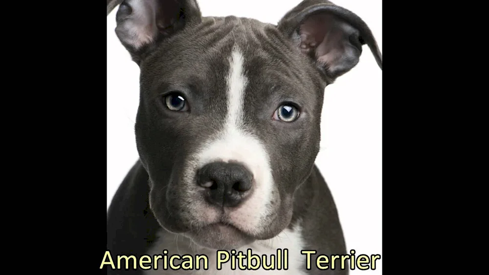 American Staffordshire terrier black