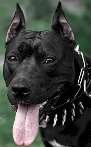 American Staffordshire terrier black