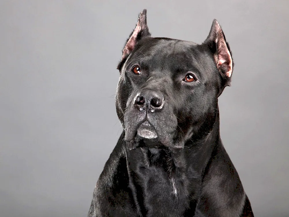 Cane Corso