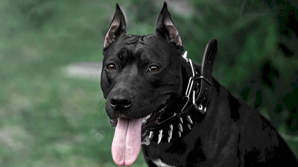 American Staffordshire terrier black