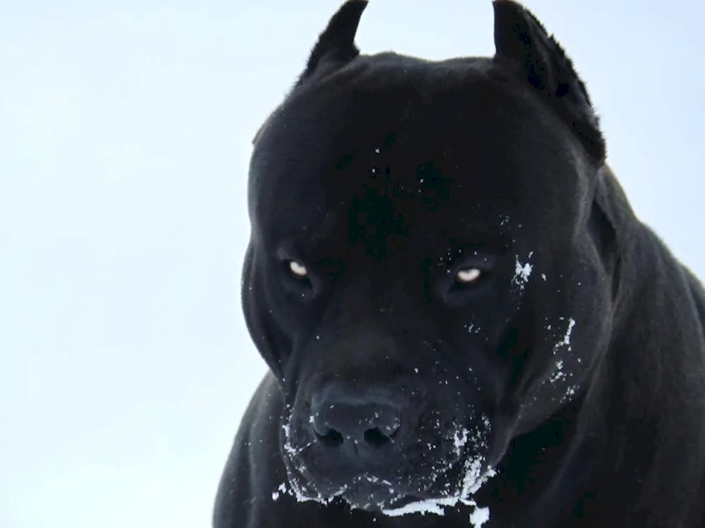 Staffordshire terrier albino