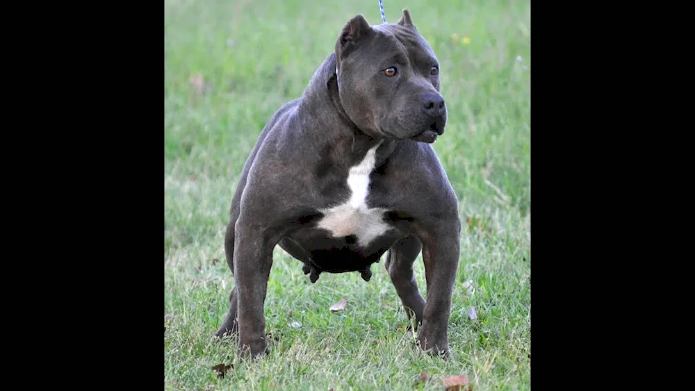 American Staffordshire terrier black