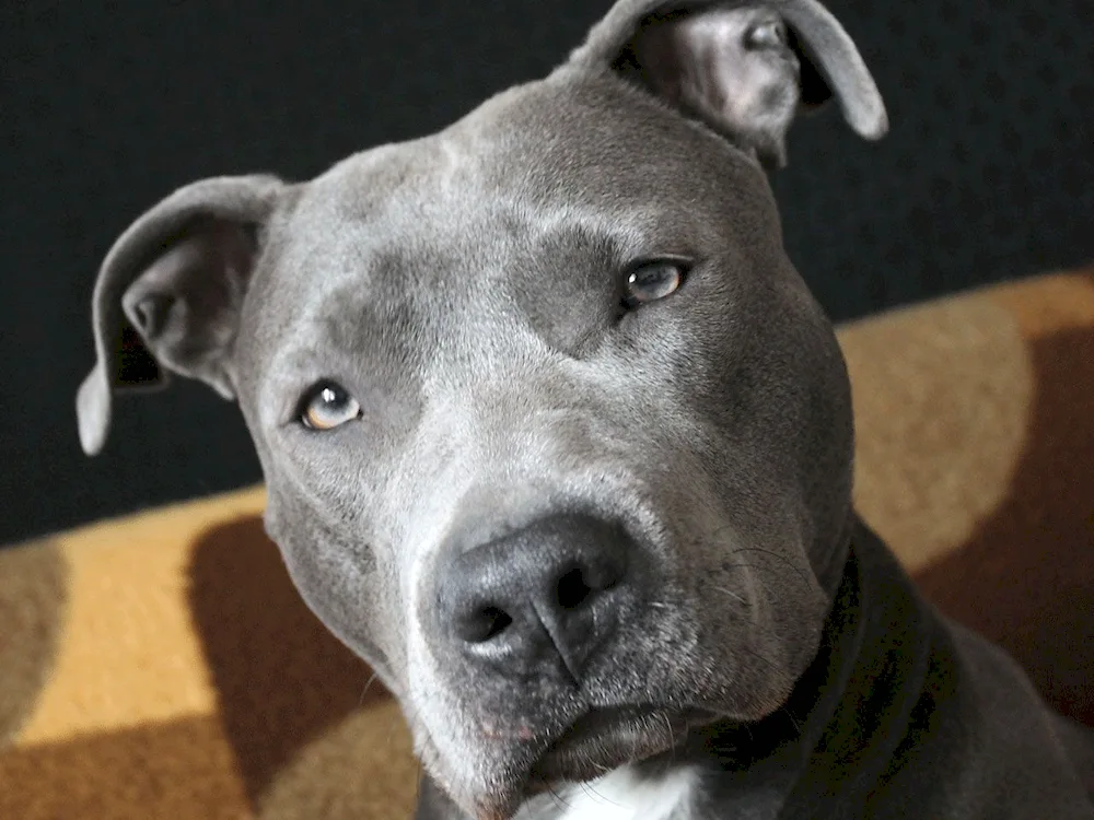 American Staffordshire terrier blue