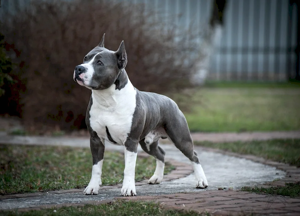 American Staffordshire terrier grey