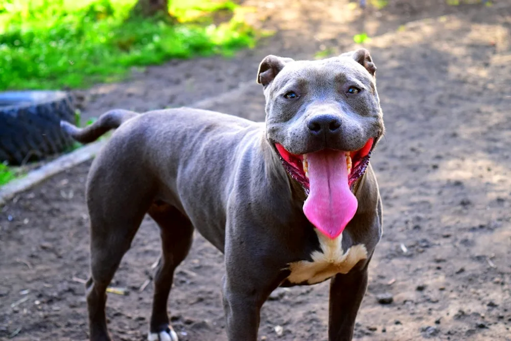 American Staffordshire Terrier grey