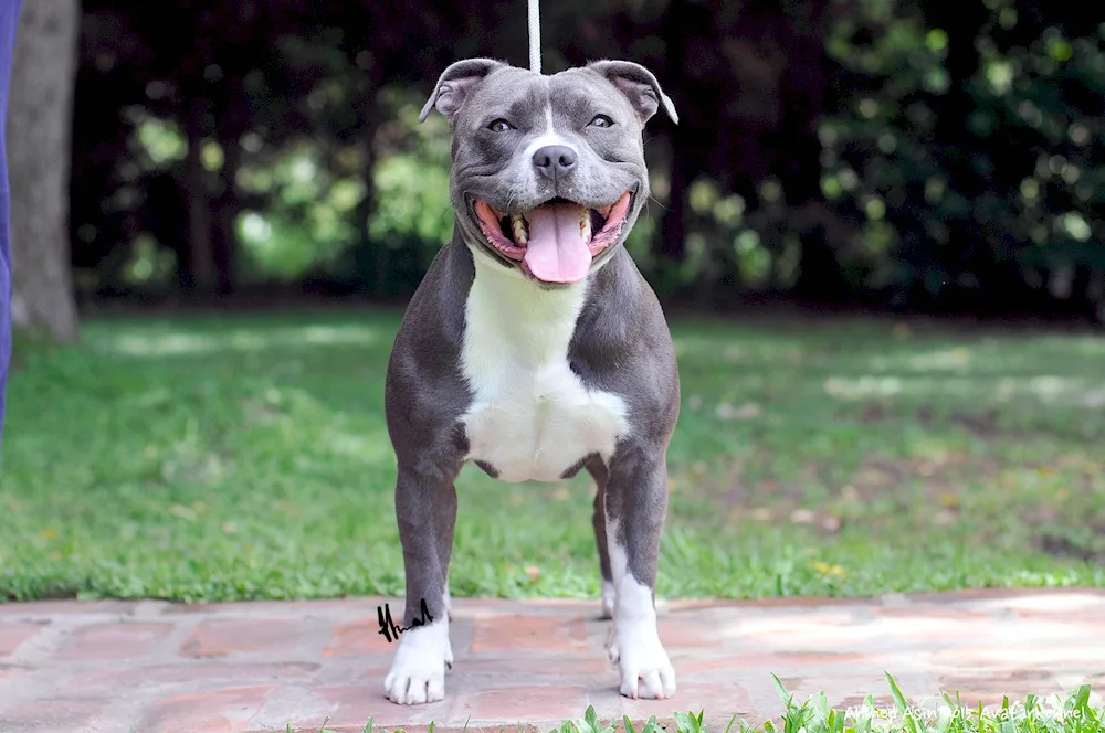 Staffordshire Terrier purple