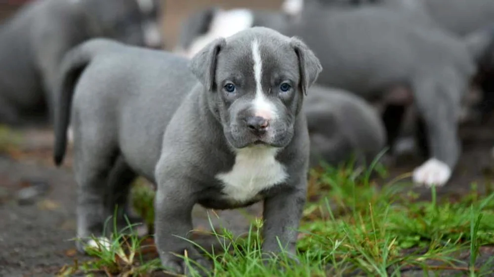 American Staffordshire terrier