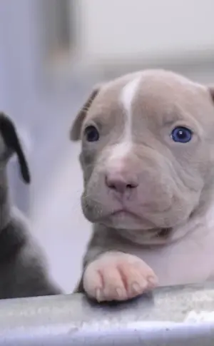 American Staffordshire Terrier puppy