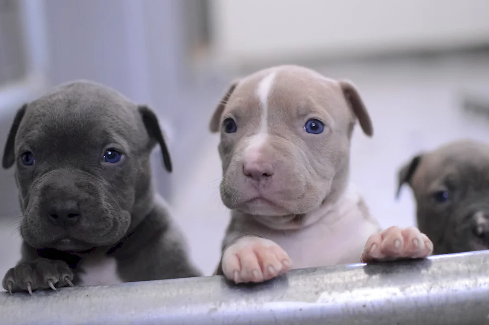 American Staffordshire Terrier puppy