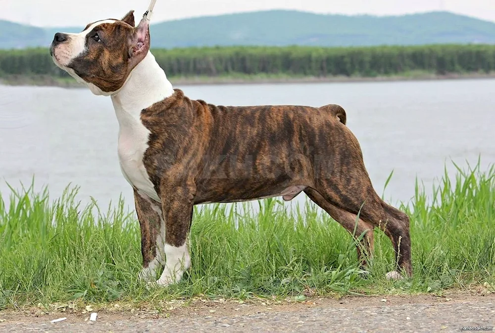 American Staffordshire terrier tiger