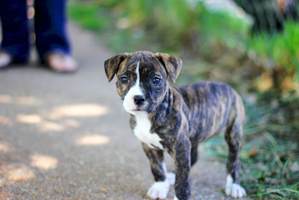 American Staffordshire terrier tiger