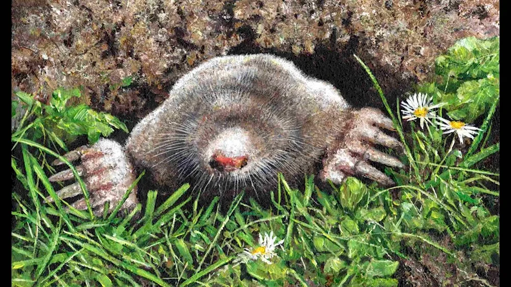 Mole blind mole eyes