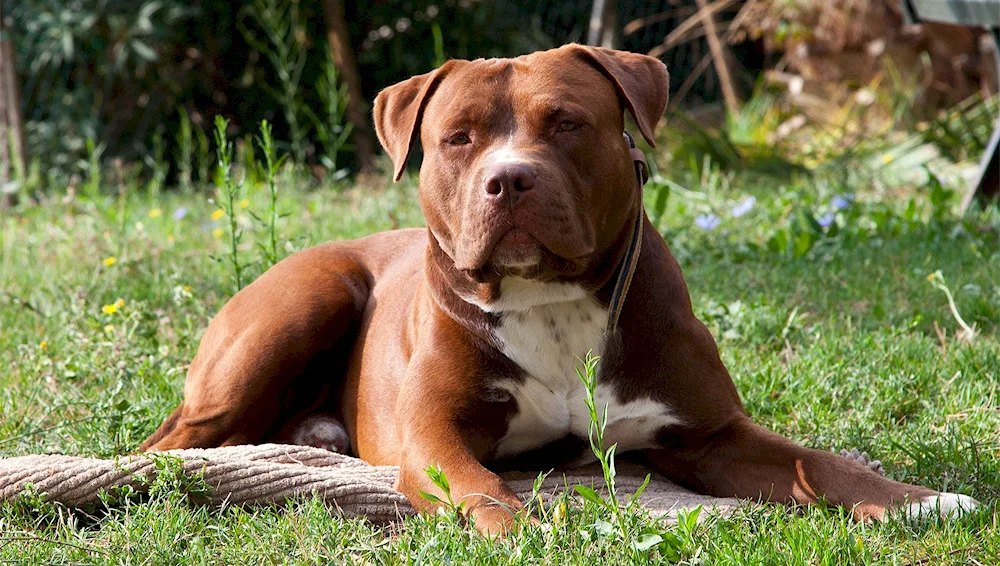 American Staffordshire Terrier fighting