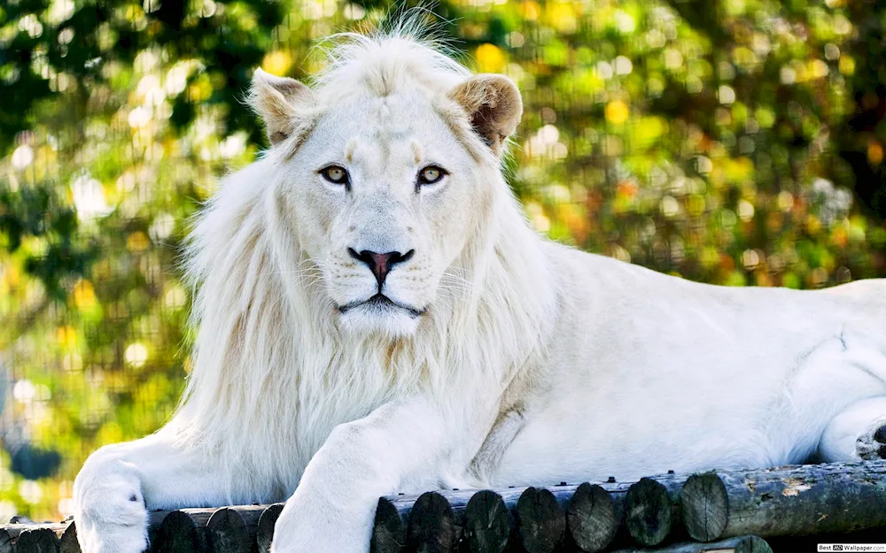 Amirkhan white lion