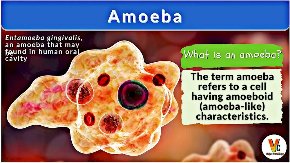 Amoeba Operating System