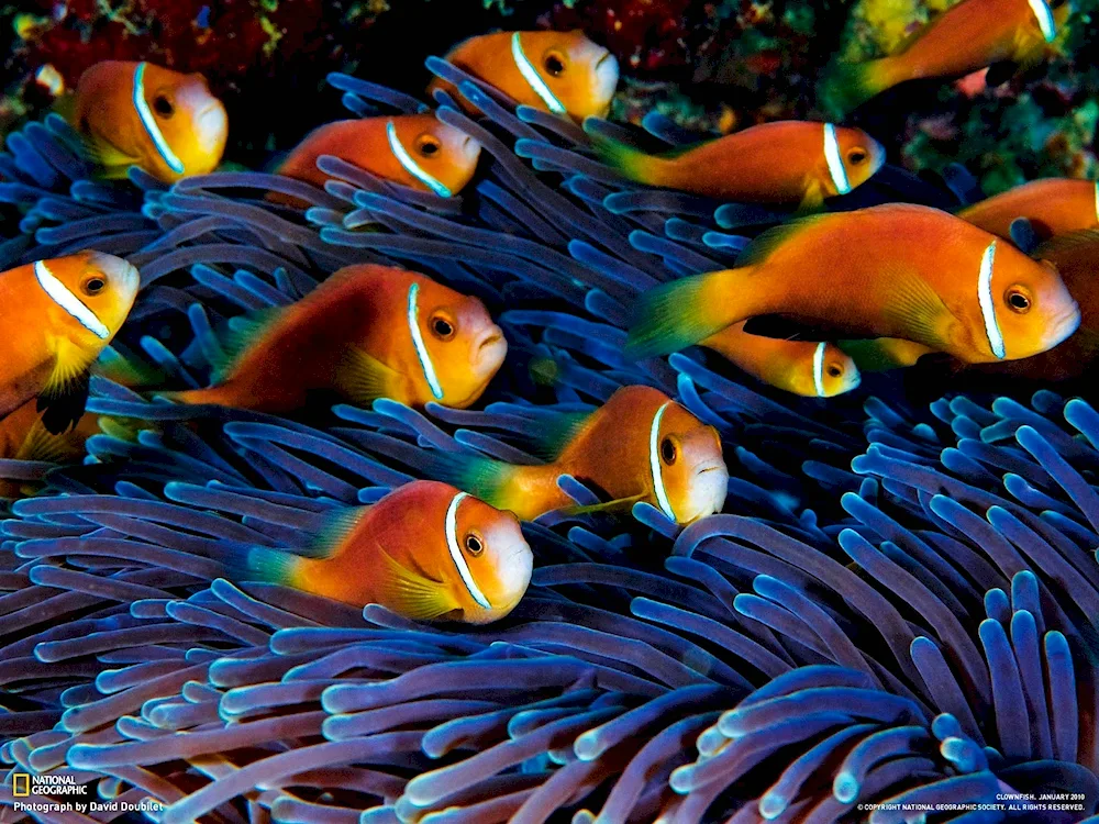 Amphiprion sebae