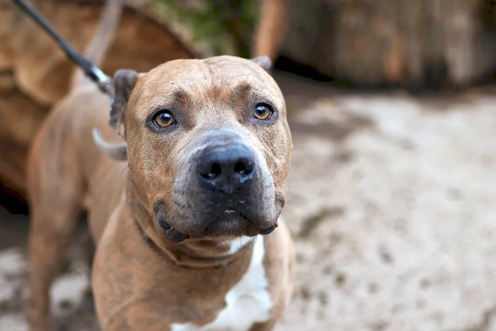 Amstaff métis