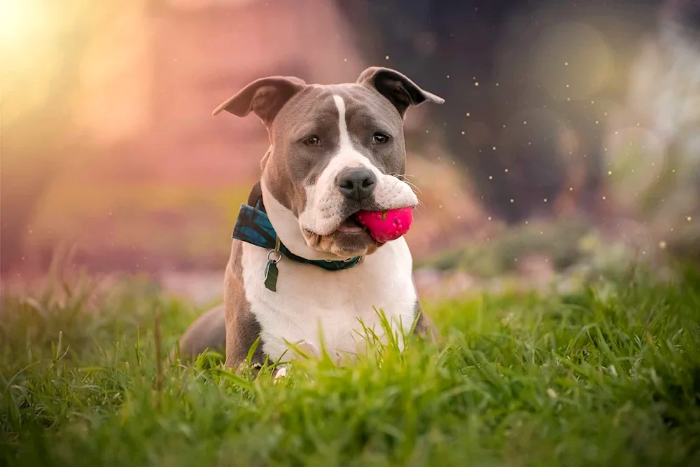 American Staffordshire Bull Terrier