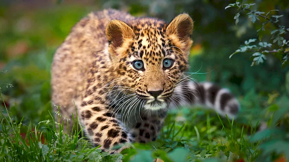 Amur Leopard