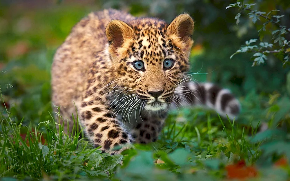 Jaguar cub