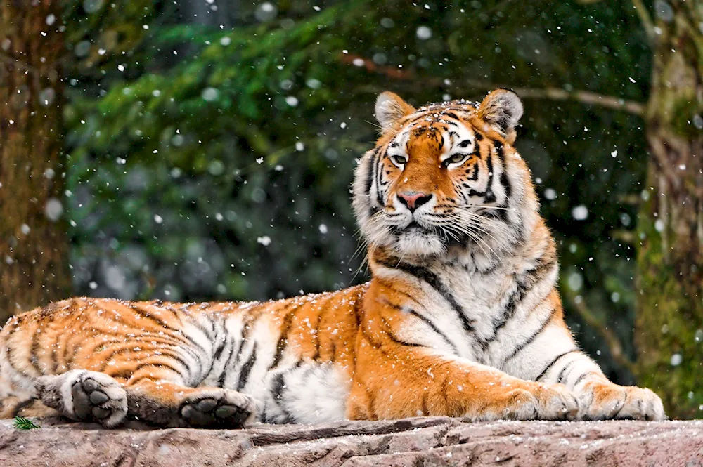 Amur tiger