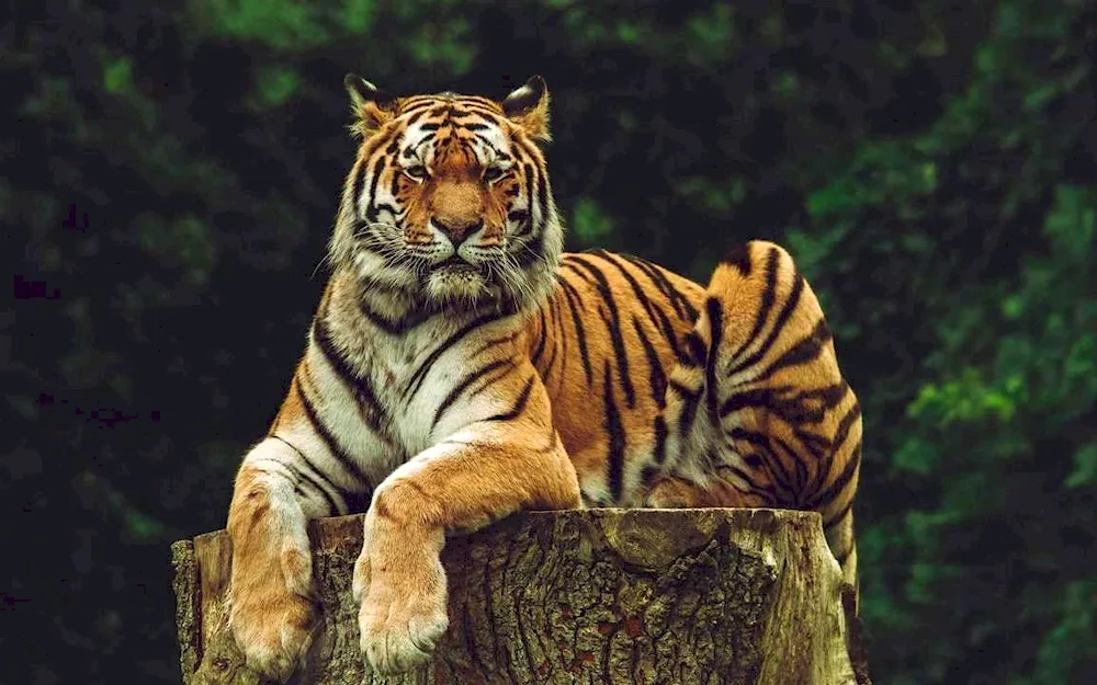 Amur tiger