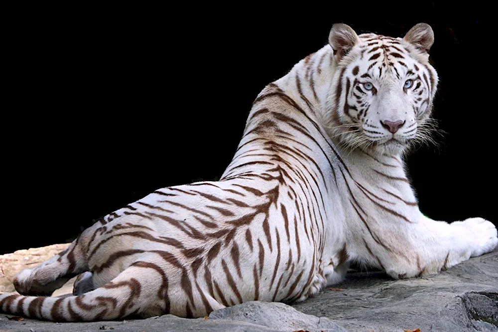 Bengal tiger albino