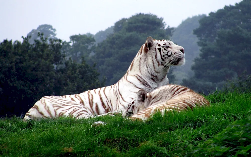 Amur tiger white