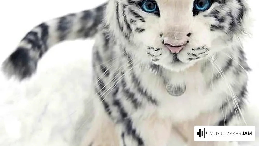 Snow Leopard Irbis