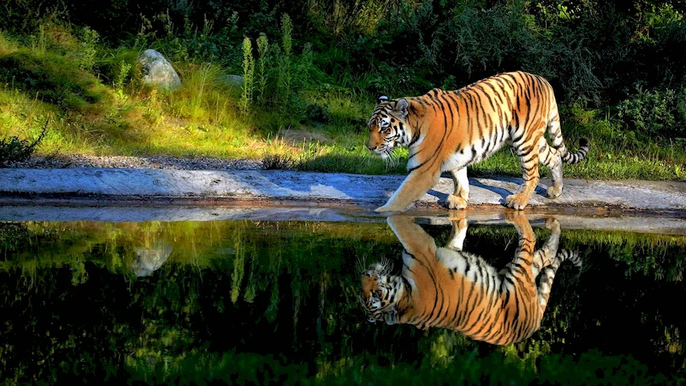 Tiger on the Amur River